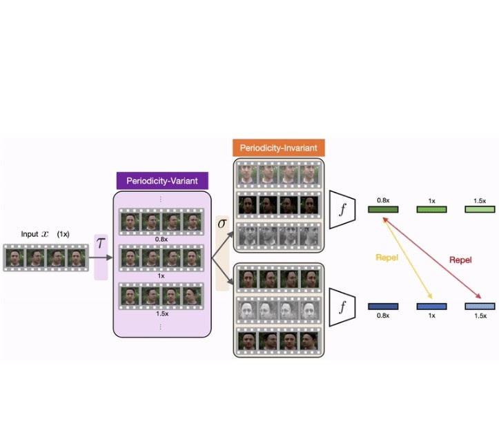 SimPer: Simple self-supervised learning of periodic targets