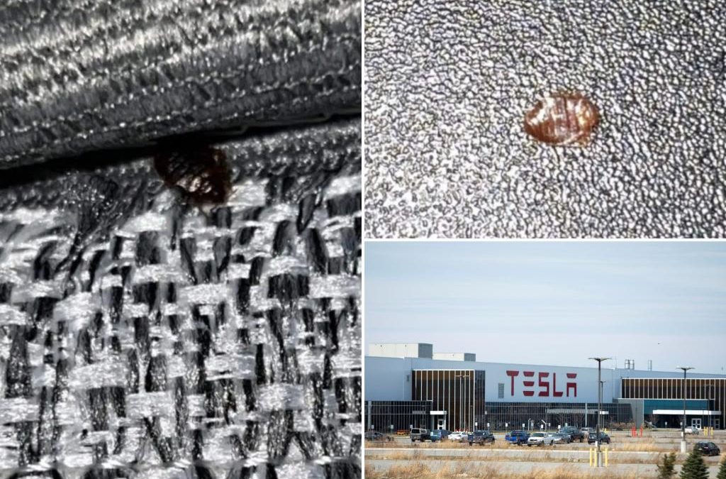 Tesla gigafactory in New York infested with bed bugs