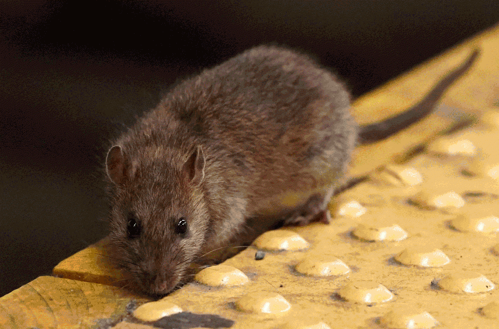 New York City’s most rat-infested subway stations