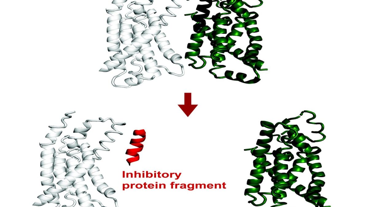 AI system predicts protein fragments that can bind to or inhibit a target