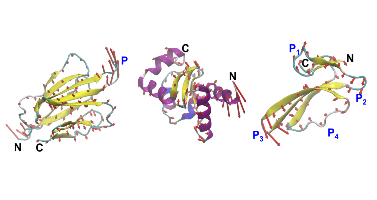 MIT engineers design proteins by their motion, not just their shape